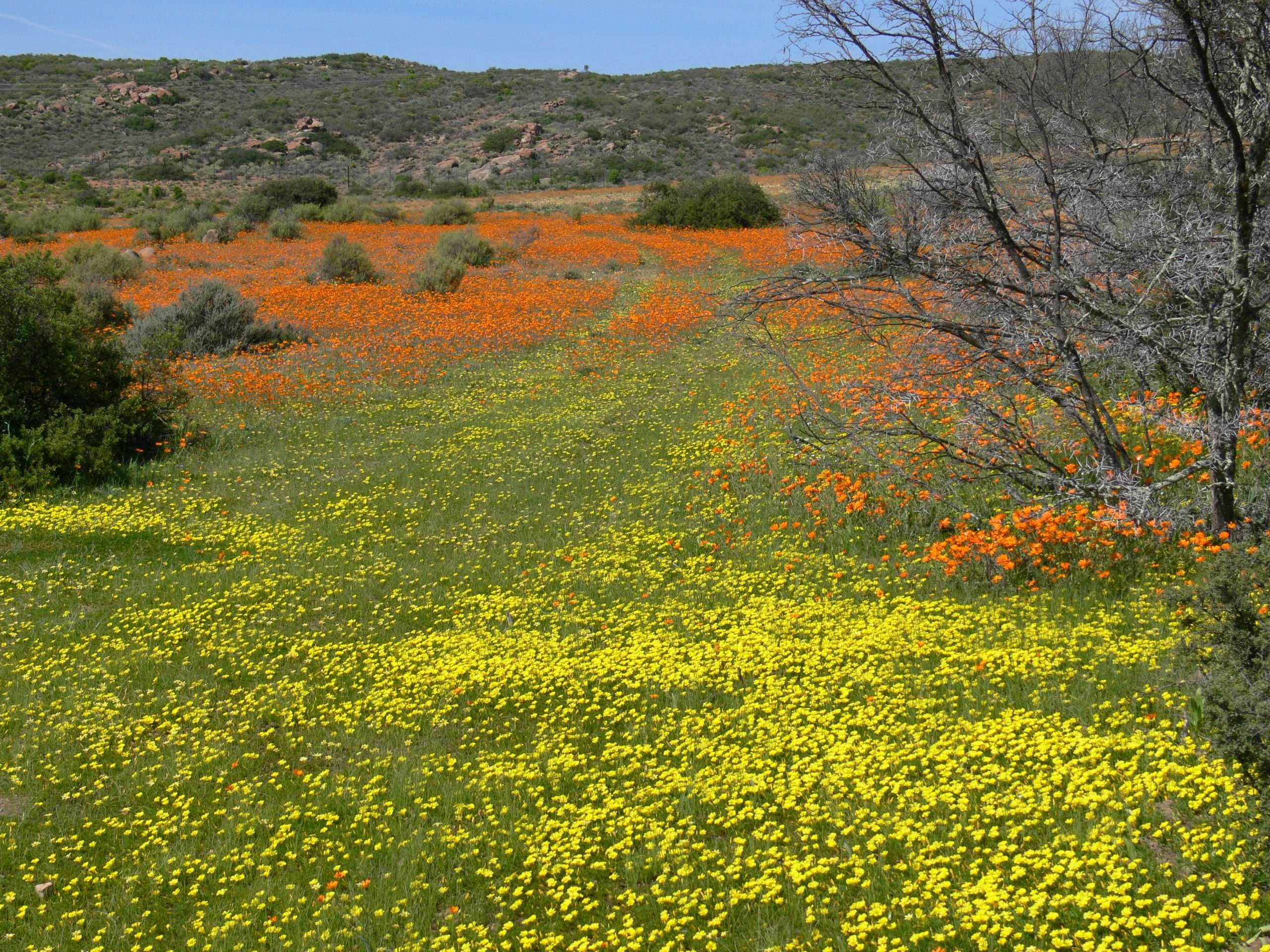 Wild-Flowers-in-Namaqua-Land-West-Coast-South-Africa-scaled