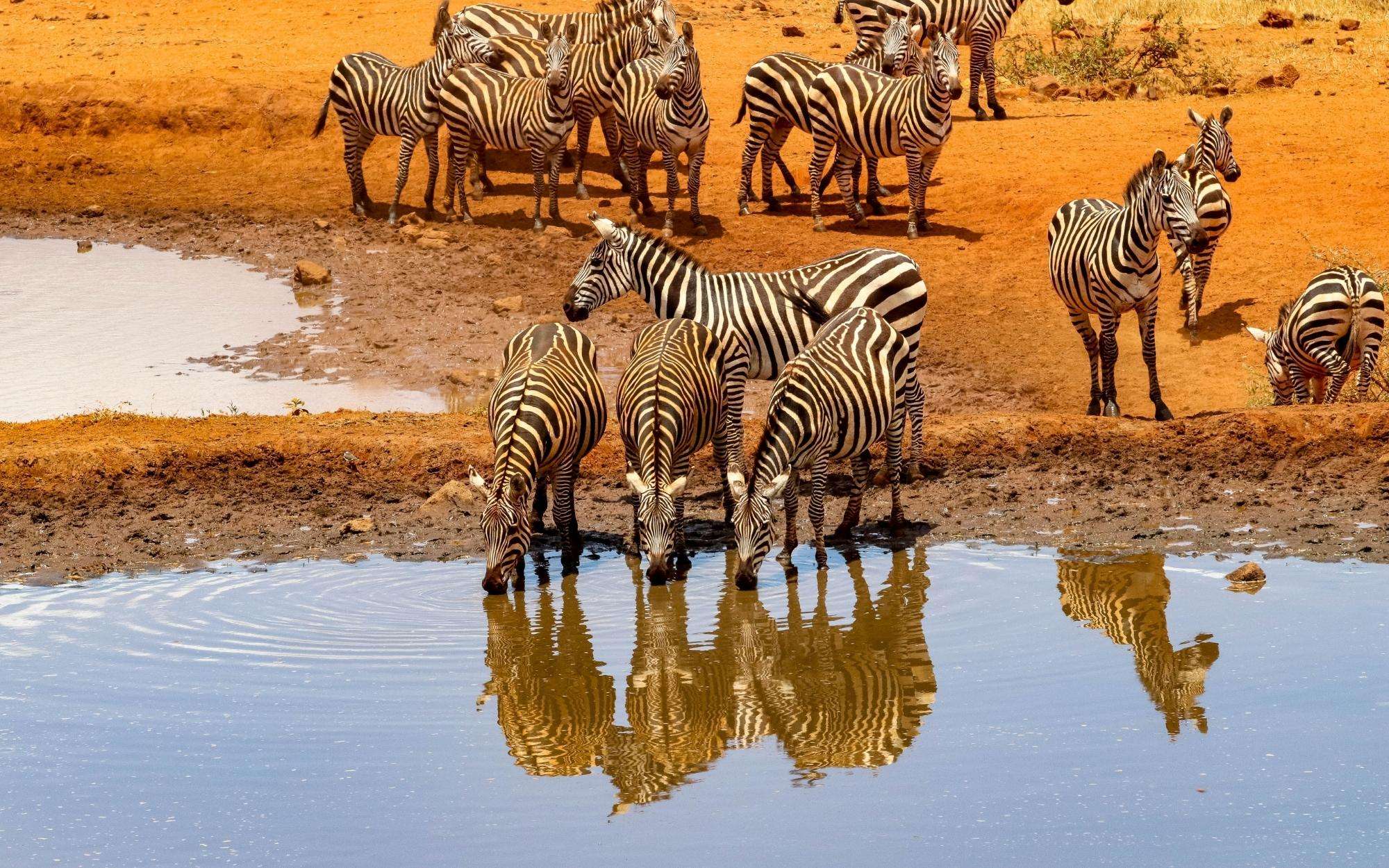 zebra herd africa